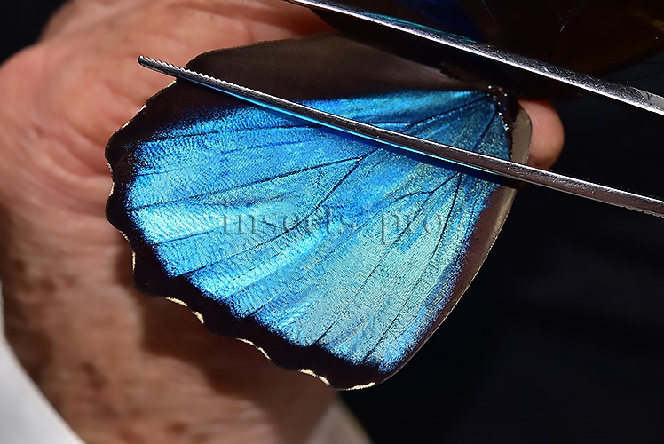 Morpho menelaus occidentalis ♂ - Image 4