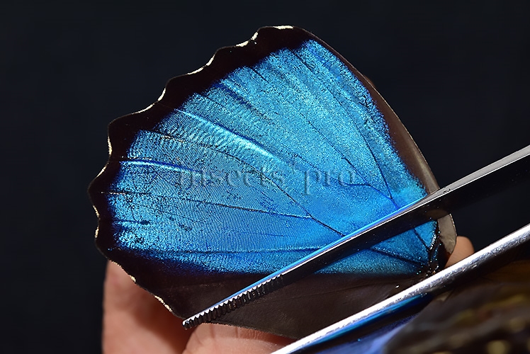 Morpho menelaus occidentalis ♂ - Image 5