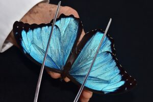 Morpho menelaus occidentalis ♂