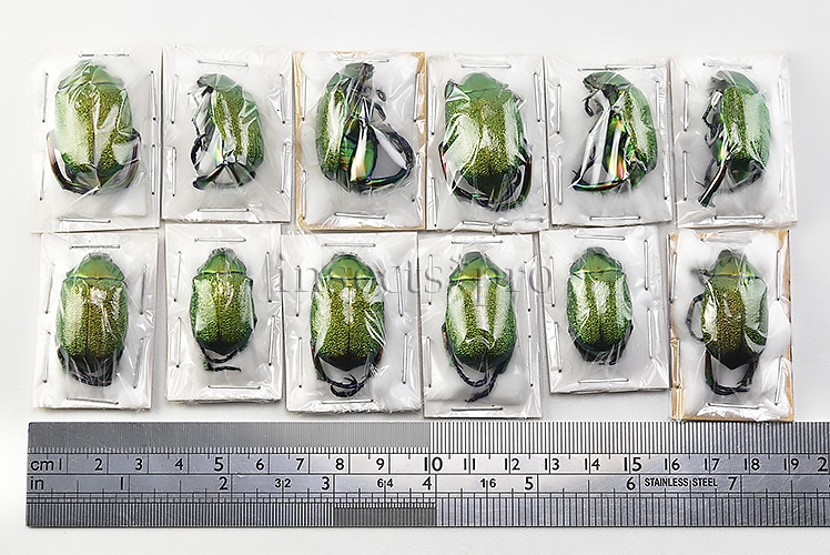 Chrysophora chrysochlora A1 ♂♀ SET of 12 sp.
