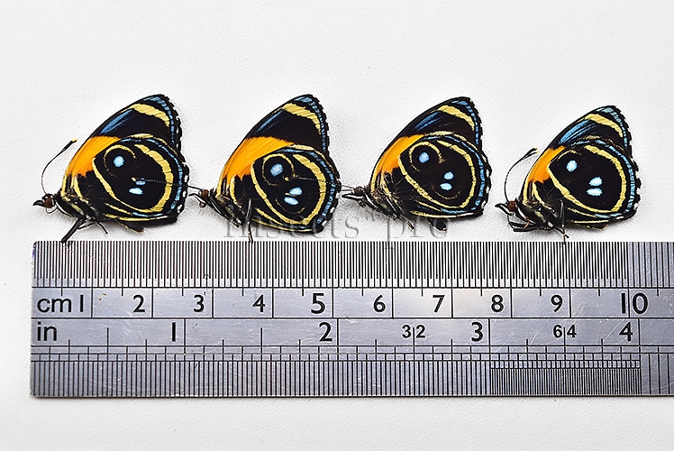 Callicore eunomia eunomia A1 ♂ ABERRATION* FOUR ABERRANT SPECIMENS SET of 4 sp. - Image 2