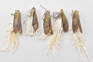 Cicadidae spp. A1  SET of 5 sp.