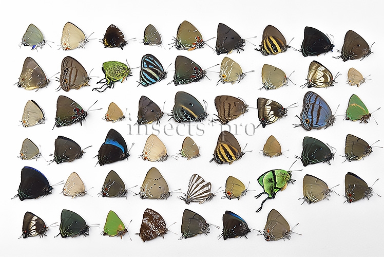 Lycaenidae spp. A1 ♂♀ FULL COLLECTING INFORMATION, A1 QUALITY. SET of 52 sp.