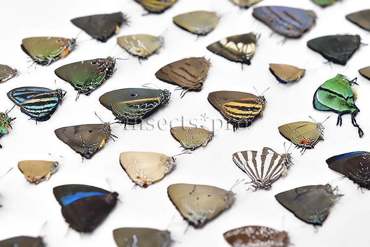 Lycaenidae spp. A1 ♂♀ FULL COLLECTING INFORMATION, A1 QUALITY. SET of 52 sp. - Image 2
