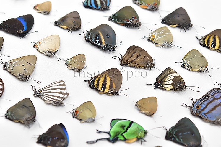 Lycaenidae spp. A1 ♂♀ FULL COLLECTING INFORMATION, A1 QUALITY. SET of 52 sp. - Image 3