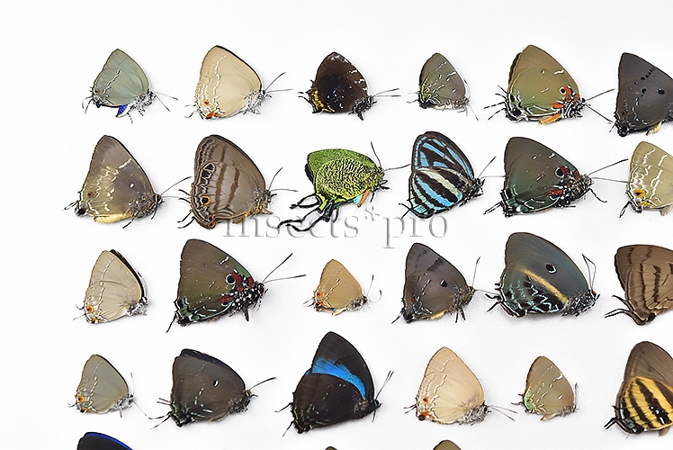 Lycaenidae spp. A1 ♂♀ FULL COLLECTING INFORMATION, A1 QUALITY. SET of 52 sp. - Image 4