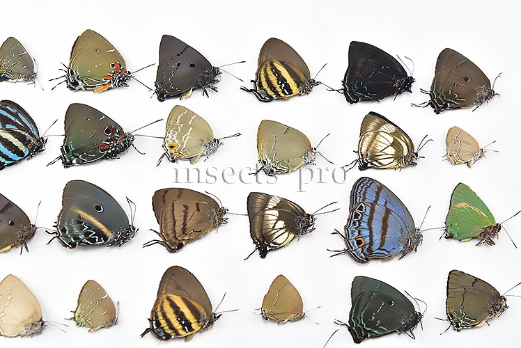 Lycaenidae spp. A1 ♂♀ FULL COLLECTING INFORMATION, A1 QUALITY. SET of 52 sp. - Image 5