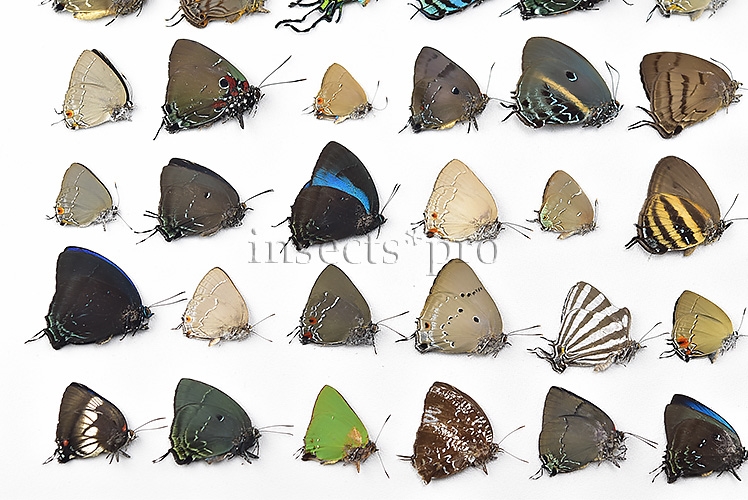 Lycaenidae spp. A1 ♂♀ FULL COLLECTING INFORMATION, A1 QUALITY. SET of 52 sp. - Image 6