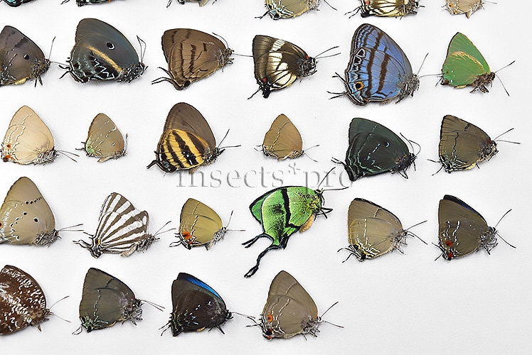 Lycaenidae spp. A1 ♂♀ FULL COLLECTING INFORMATION, A1 QUALITY. SET of 52 sp. - Image 7