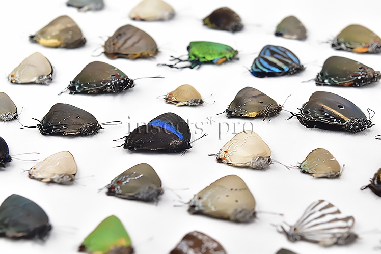 Lycaenidae spp. A1 ♂♀ FULL COLLECTING INFORMATION, A1 QUALITY. SET of 52 sp. - Image 8
