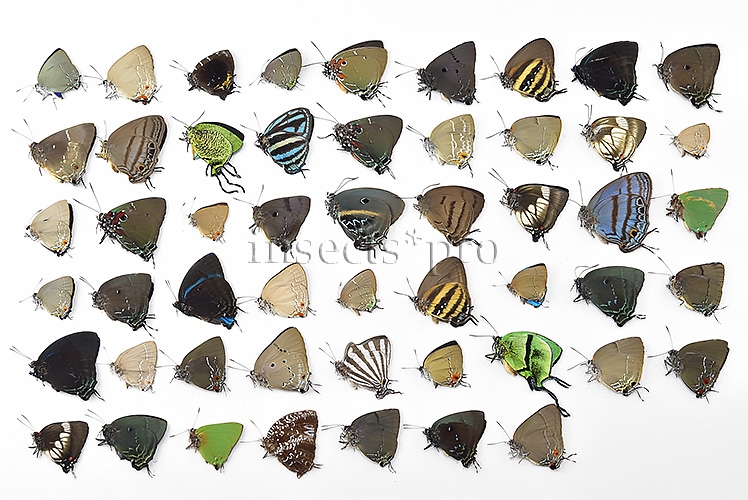 Lycaenidae spp. A1 ♂♀ FULL COLLECTING INFORMATION, A1 QUALITY. SET of 52 sp. - Image 9