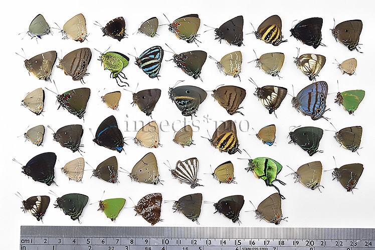 Lycaenidae spp. A1 ♂♀ FULL COLLECTING INFORMATION, A1 QUALITY. SET of 52 sp. - Image 10