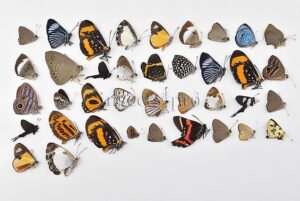Riodinidae spp. A1 ♂♀ FULL COLLECTING INFORMATION, A1 QUALITY. SET of 38 sp.