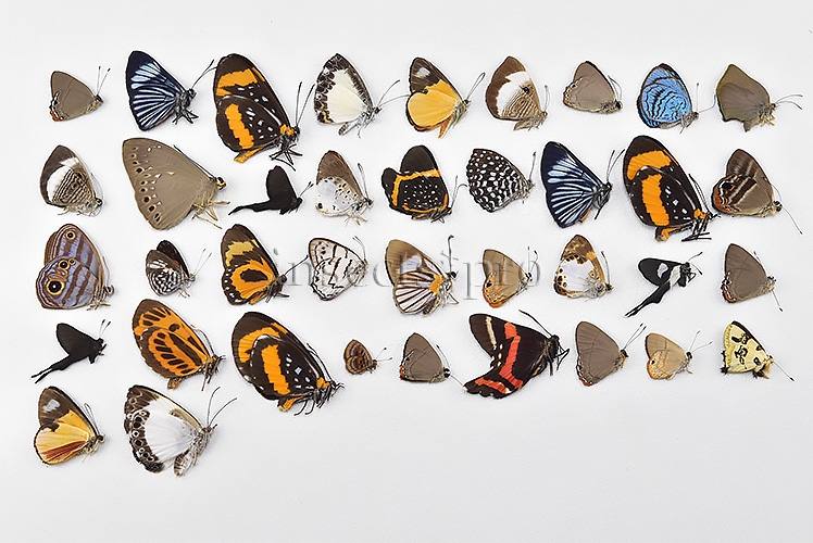 Riodinidae spp. A1 ♂♀ FULL COLLECTING INFORMATION, A1 QUALITY. SET of 38 sp.