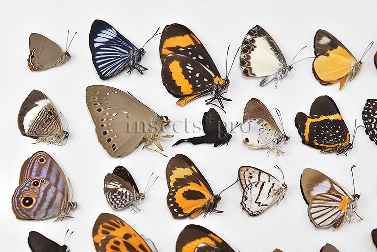 Riodinidae spp. A1 ♂♀ FULL COLLECTING INFORMATION, A1 QUALITY. SET of 38 sp. - Image 2