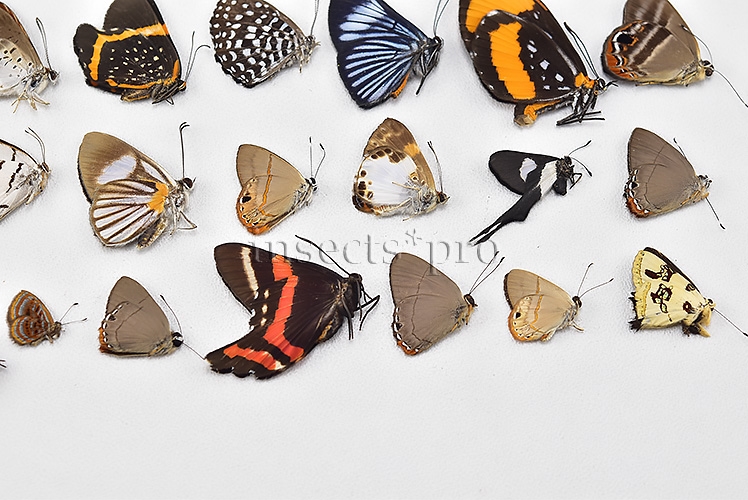 Riodinidae spp. A1 ♂♀ FULL COLLECTING INFORMATION, A1 QUALITY. SET of 38 sp. - Image 5