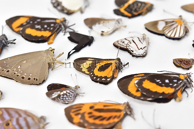 Riodinidae spp. A1 ♂♀ FULL COLLECTING INFORMATION, A1 QUALITY. SET of 38 sp. - Image 6