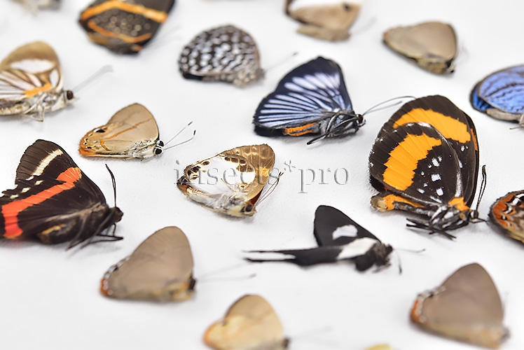 Riodinidae spp. A1 ♂♀ FULL COLLECTING INFORMATION, A1 QUALITY. SET of 38 sp. - Image 7