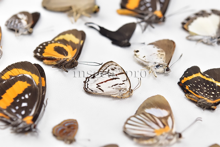 Riodinidae spp. A1 ♂♀ FULL COLLECTING INFORMATION, A1 QUALITY. SET of 38 sp. - Image 8