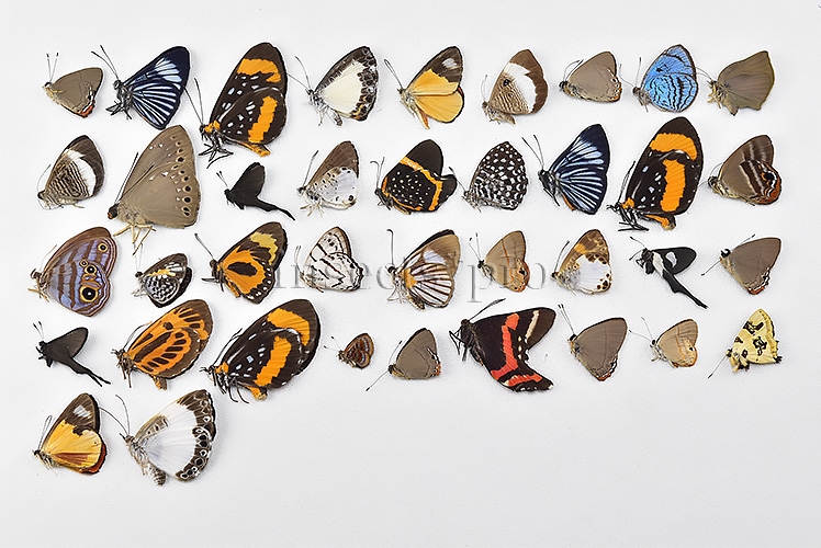 Riodinidae spp. A1 ♂♀ FULL COLLECTING INFORMATION, A1 QUALITY. SET of 38 sp. - Image 9