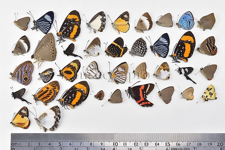 Riodinidae spp. A1 ♂♀ FULL COLLECTING INFORMATION, A1 QUALITY. SET of 38 sp. - Image 10