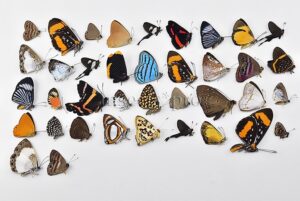 Riodinidae spp. A1 ♂♀ FULL COLLECTING INFORMATION, A1 QUALITY. SET of 38 sp.