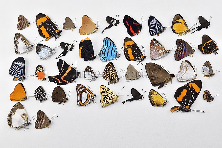 Riodinidae spp. A1 ♂♀ FULL COLLECTING INFORMATION, A1 QUALITY. SET of 38 sp.