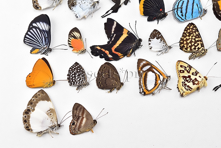 Riodinidae spp. A1 ♂♀ FULL COLLECTING INFORMATION, A1 QUALITY. SET of 38 sp. - Image 5