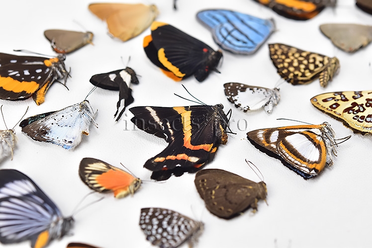 Riodinidae spp. A1 ♂♀ FULL COLLECTING INFORMATION, A1 QUALITY. SET of 38 sp. - Image 7
