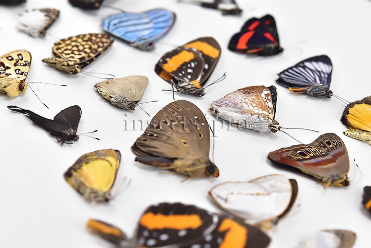 Riodinidae spp. A1 ♂♀ FULL COLLECTING INFORMATION, A1 QUALITY. SET of 38 sp. - Image 8