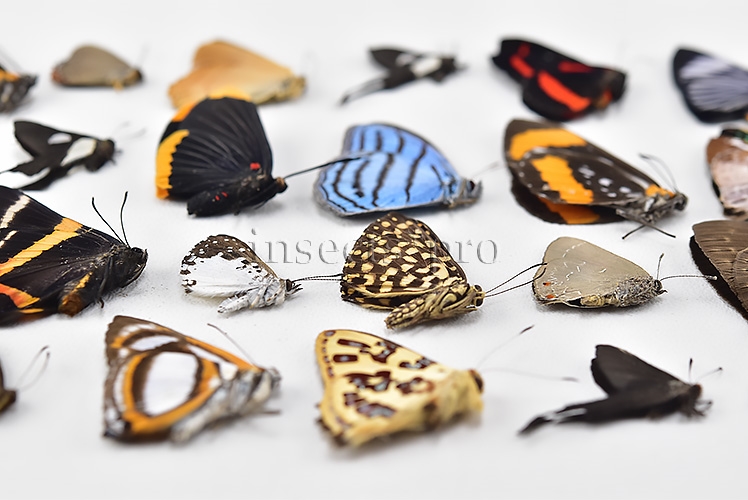 Riodinidae spp. A1 ♂♀ FULL COLLECTING INFORMATION, A1 QUALITY. SET of 38 sp. - Image 9