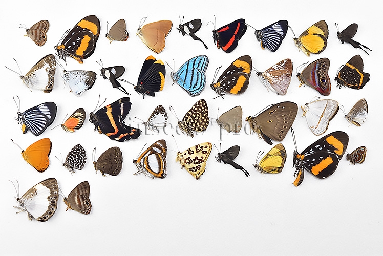 Riodinidae spp. A1 ♂♀ FULL COLLECTING INFORMATION, A1 QUALITY. SET of 38 sp. - Image 10