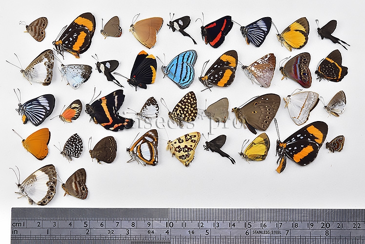 Riodinidae spp. A1 ♂♀ FULL COLLECTING INFORMATION, A1 QUALITY. SET of 38 sp. - Image 2