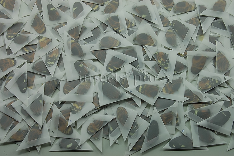 :::BULK SALE:::: Heliconius sp. A1 MIXED SPECIMENS
