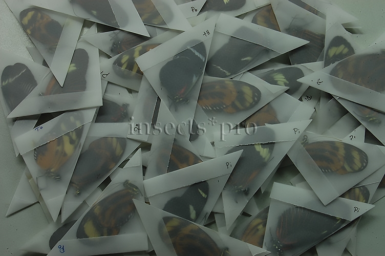 :::BULK SALE:::: Heliconius sp. A1 MIXED SPECIMENS - Image 2