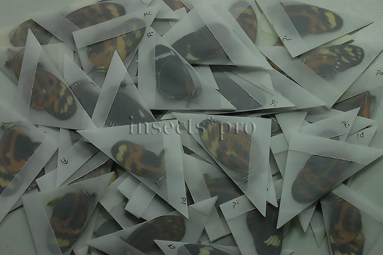 :::BULK SALE:::: Heliconius sp. A1 MIXED SPECIMENS - Image 3