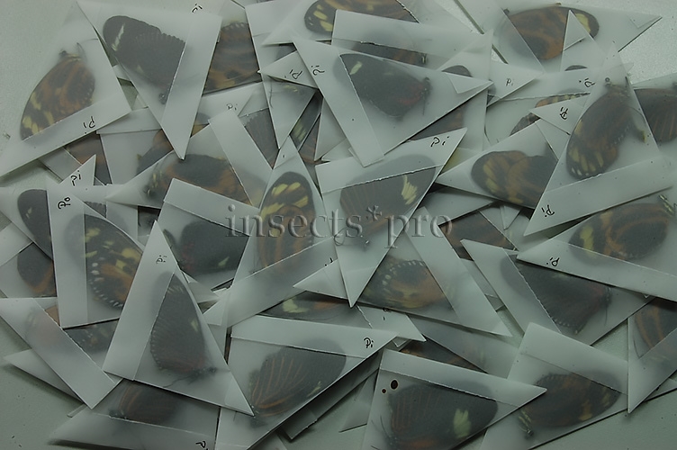 :::BULK SALE:::: Heliconius sp. A1 MIXED SPECIMENS - Image 4