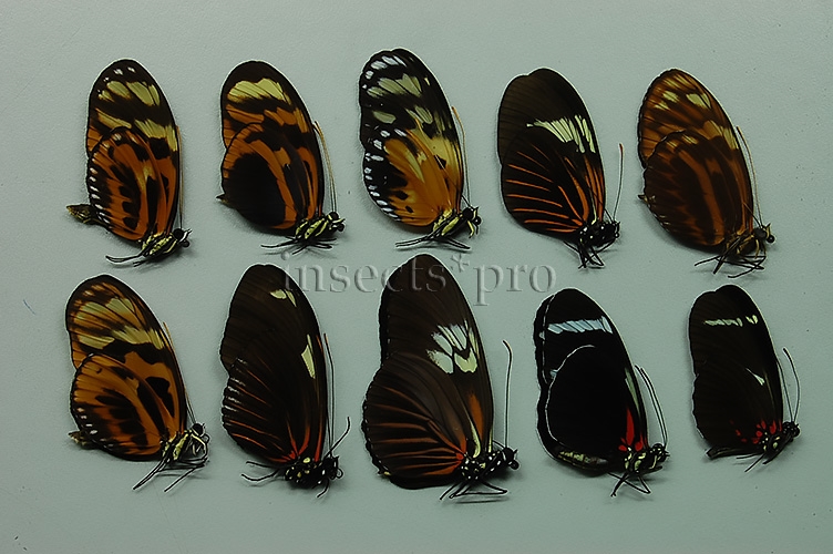 :::BULK SALE:::: Heliconius sp. A1 MIXED SPECIMENS - Image 5