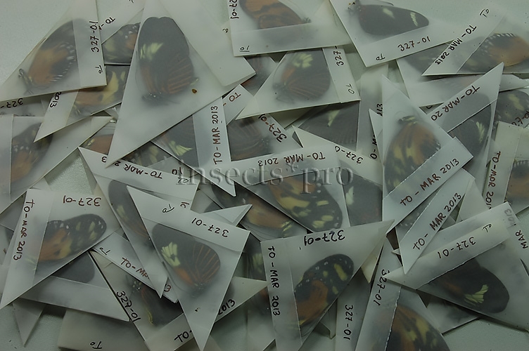 :::BULK SALE:::: Heliconius sp. A1 MIXED SPECIMENS - Image 6