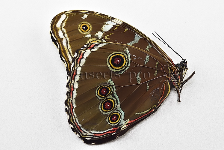 Morpho helenor lacommei A1 ♂ ABERRATION* - Image 2