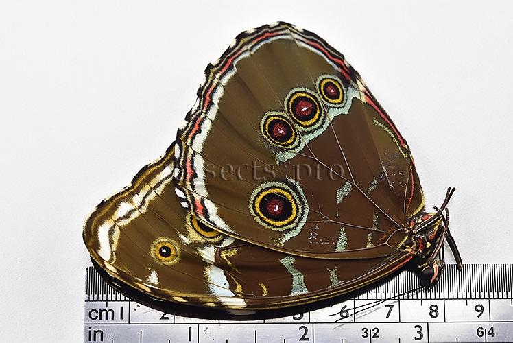 Morpho helenor lacommei A1 ♂ ABERRATION* - Image 3