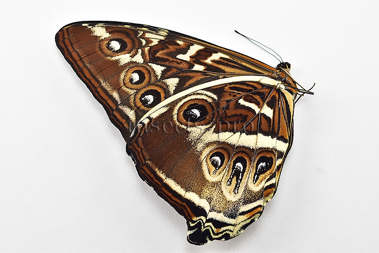 Morpho cisseis gahua f. gahua A1 ♂ LARGE SPECIMEN - Image 2