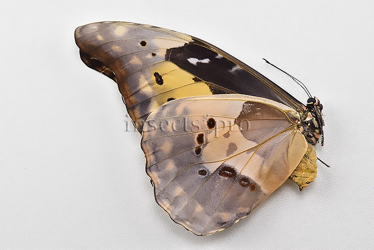 Morpho rhetenor helena A1 *GYNANDROMORPH* ⚥ "FROSTY" BLUE SCALES ON RECTO - Image 4