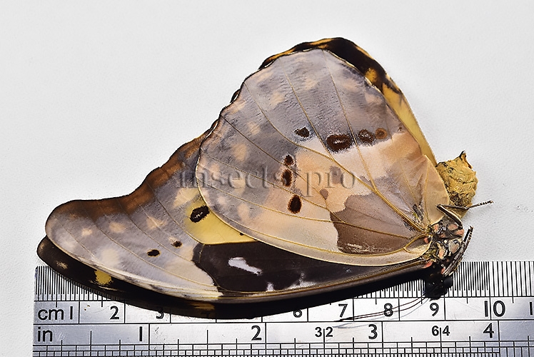 Morpho rhetenor helena A1 *GYNANDROMORPH* ⚥ "FROSTY" BLUE SCALES ON RECTO - Image 5