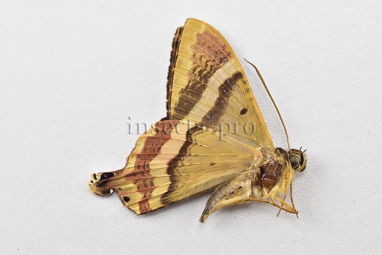 Homidiana sp. RARE - Image 2