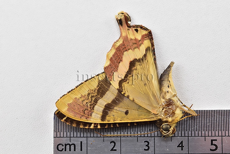 Homidiana sp. RARE - Image 3