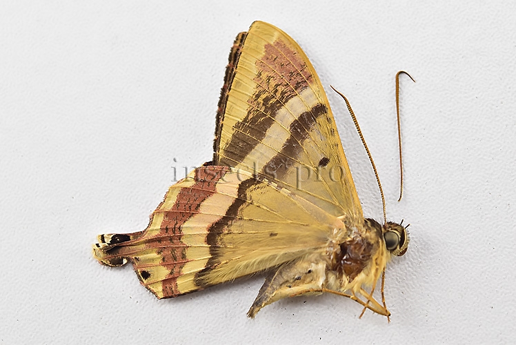 Homidiana sp. RARE - Image 4