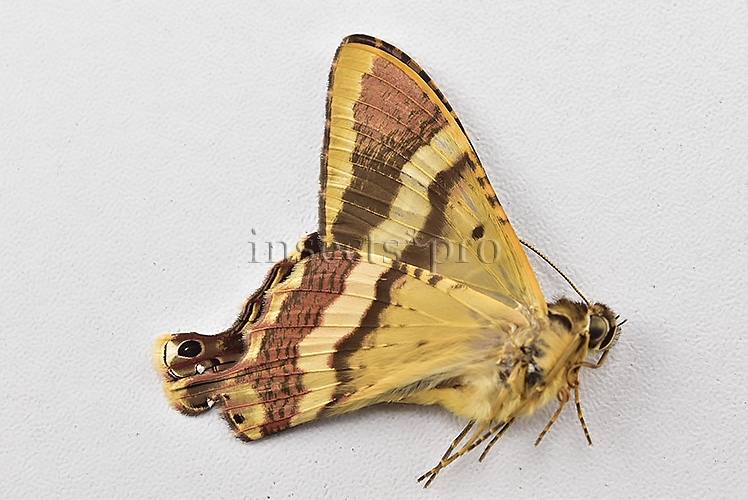 Homidiana sp. RARE - Image 2