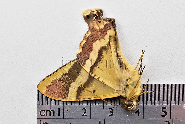 Homidiana sp. RARE - Image 3