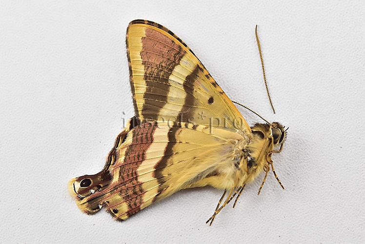 Homidiana sp. RARE - Image 4